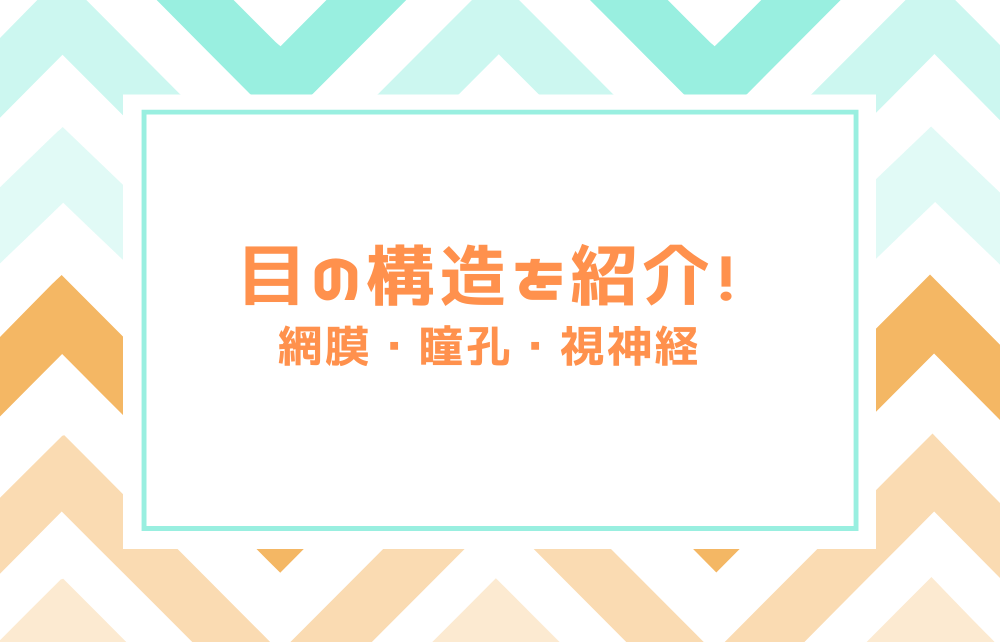 目の構造を紹介！網膜・瞳孔・視神経とは？