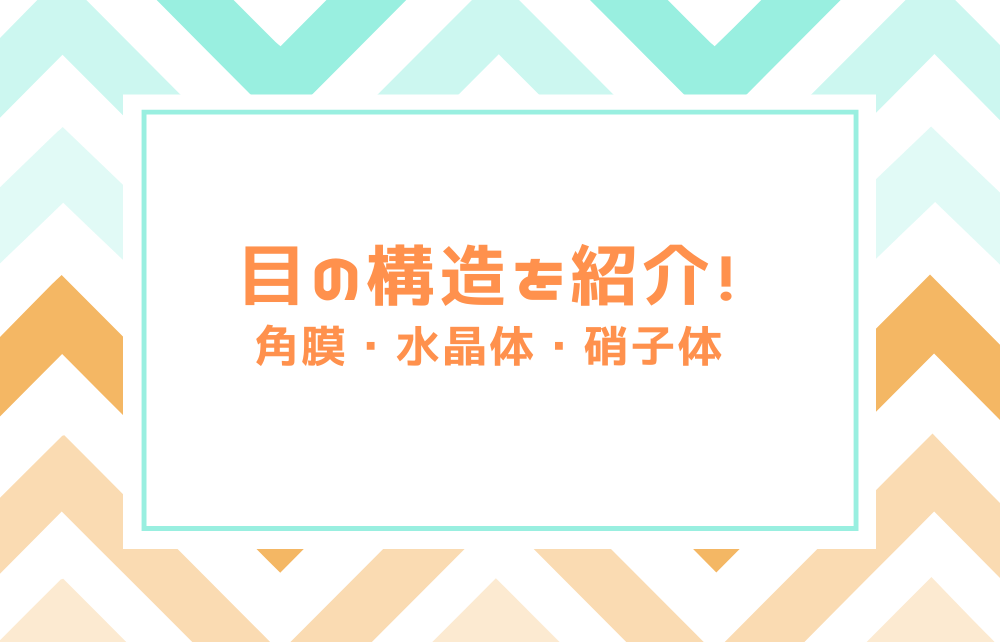 目の構造を紹介！角膜・水晶体・硝子体とは？