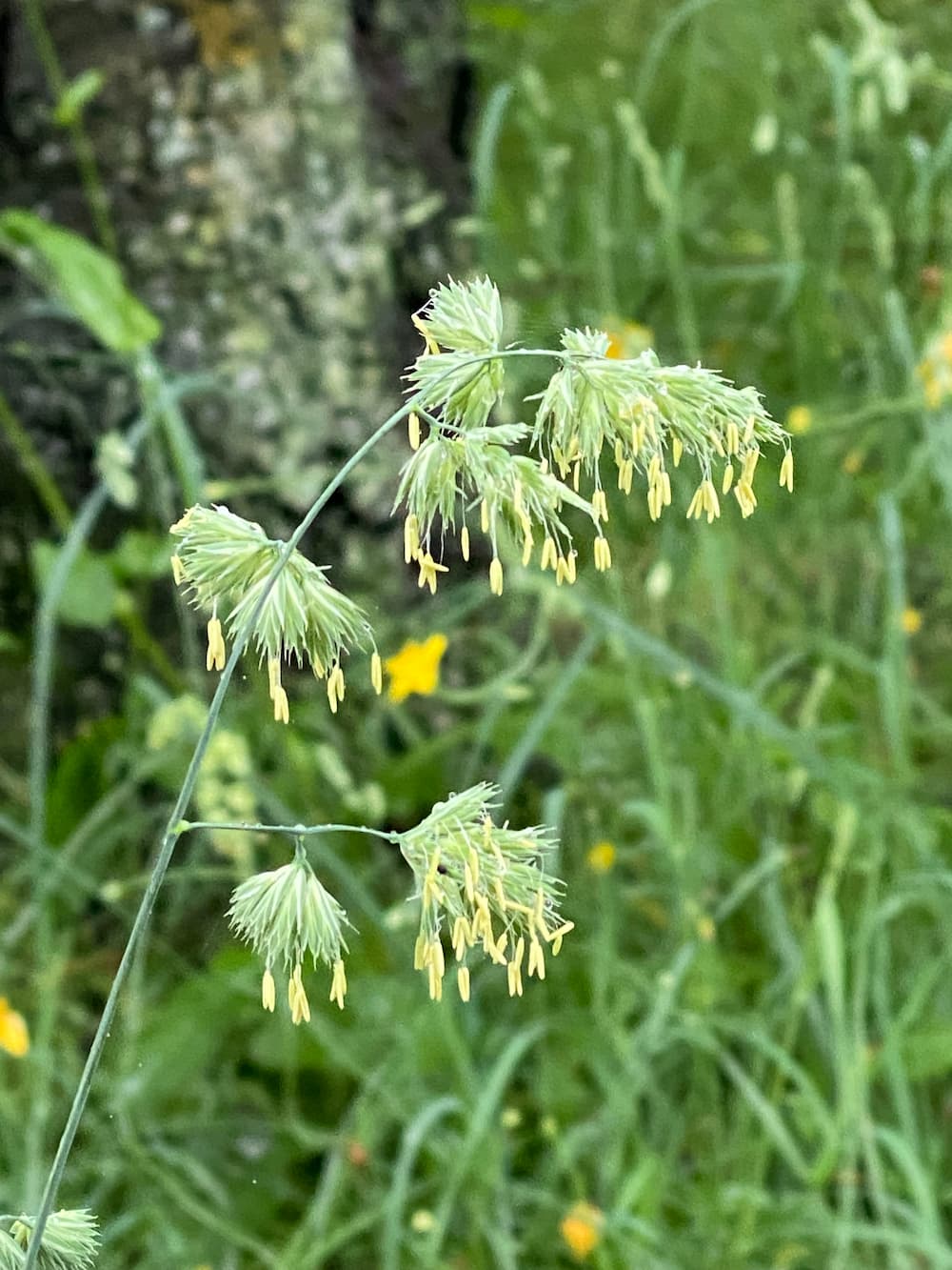 これから本番！夏の花粉症